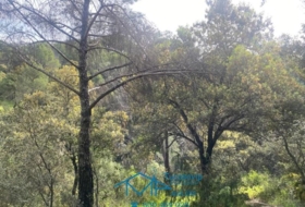 Cebreros 3500&nbsp;m²