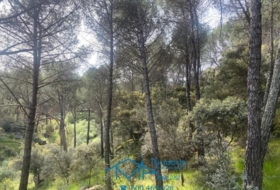 Cebreros 3500&nbsp;m²