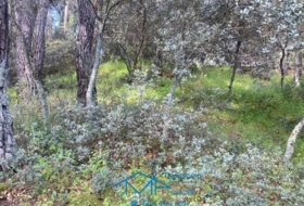 Cebreros 3500&nbsp;m²