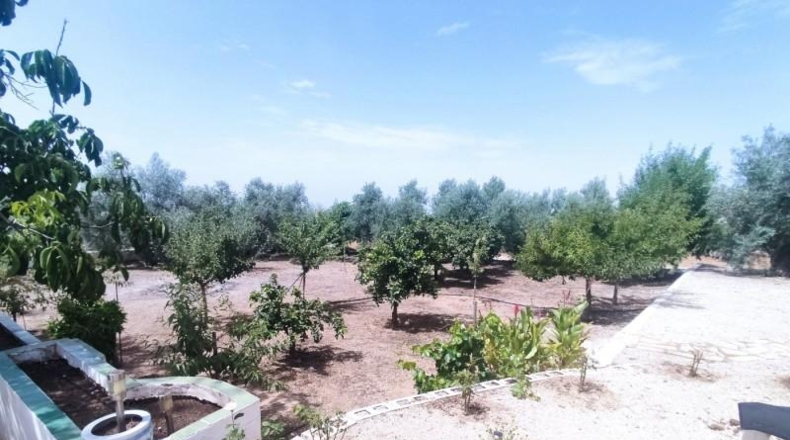 Córdoba - Montilla - 3900m2