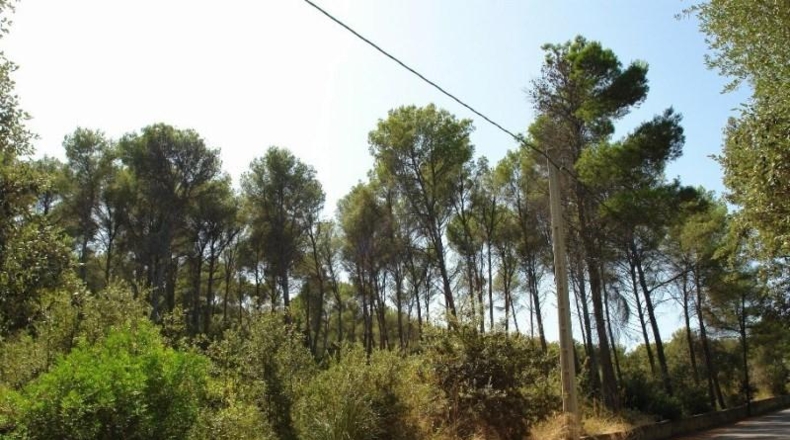 Balearic Islands - Alcudia - 1038m2