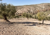 Terreno no urbanizable en venta en la España, Campotéjar, ref: TR326680 foto