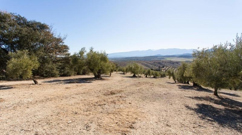 Murcia - Molina de Segura - 133800m2