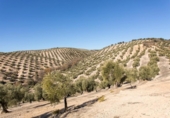 Terreno no urbanizable en venta en la España, Campotéjar, ref: TR326680 foto