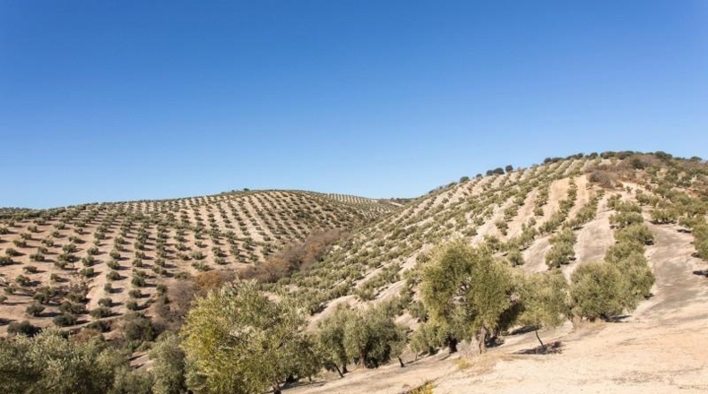 Murcia - Molina de Segura - 133800m2