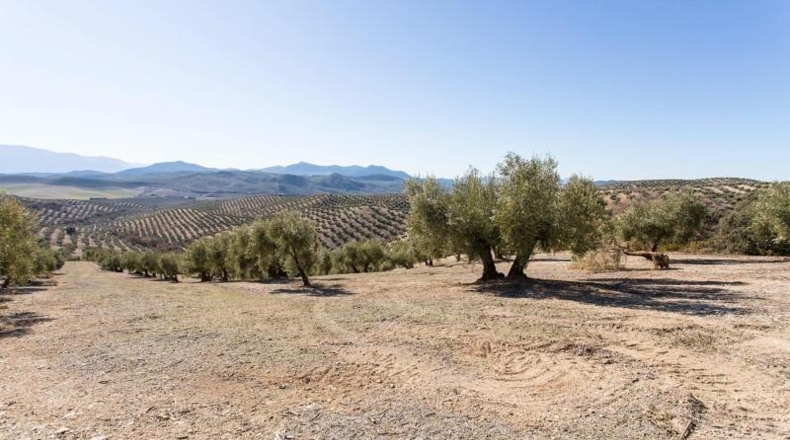 Murcia - Molina de Segura - 133800m2