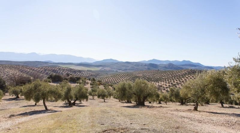 Murcia - Molina de Segura - 133800m2