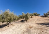 Terreno no urbanizable en venta en la España, Campotéjar, ref: TR326680 foto