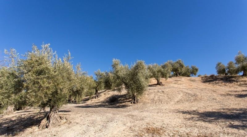 Murcia - Molina de Segura - 133800m2