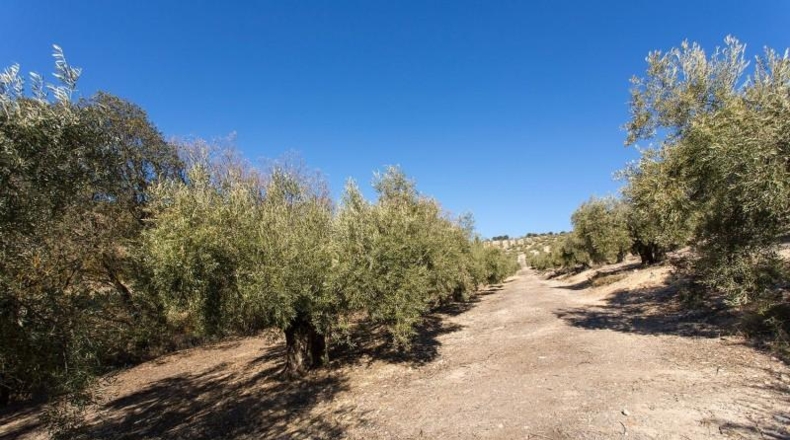 Murcia - Molina de Segura - 133800m2