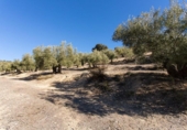 Terreno no urbanizable en venta en la España, Campotéjar, ref: TR326680 foto