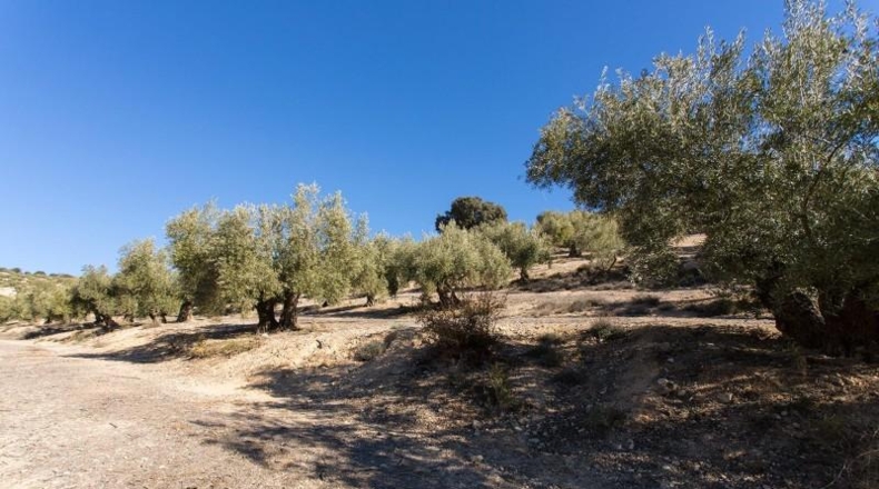 Murcia - Molina de Segura - 133800m2