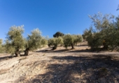 Terreno no urbanizable en venta en la España, Campotéjar, ref: TR326680 foto