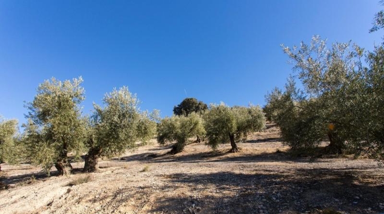 Murcia - Molina de Segura - 133800m2
