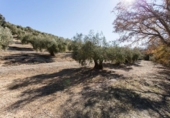 Terreno no urbanizable en venta en la España, Campotéjar, ref: TR326680 foto