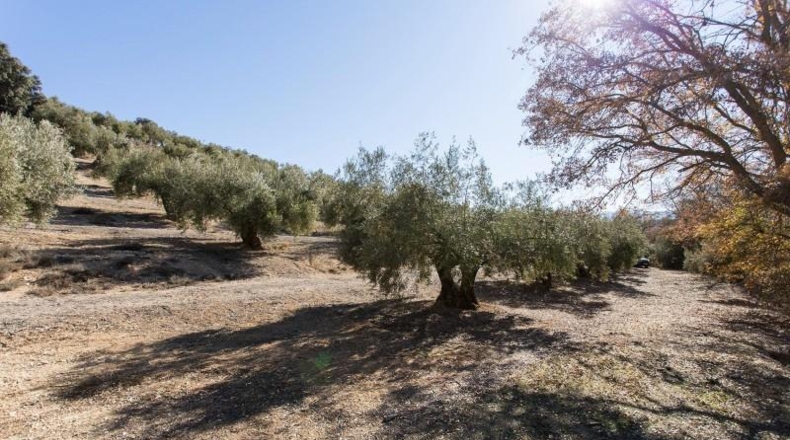 Murcia - Molina de Segura - 133800m2