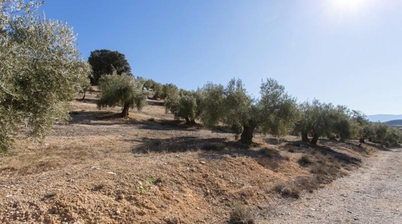 Murcia - Molina de Segura - 133800m2