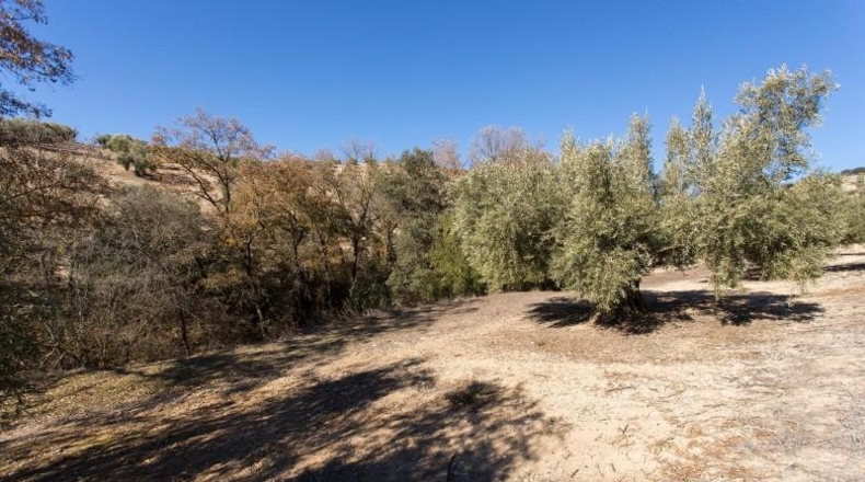Murcia - Molina de Segura - 133800m2