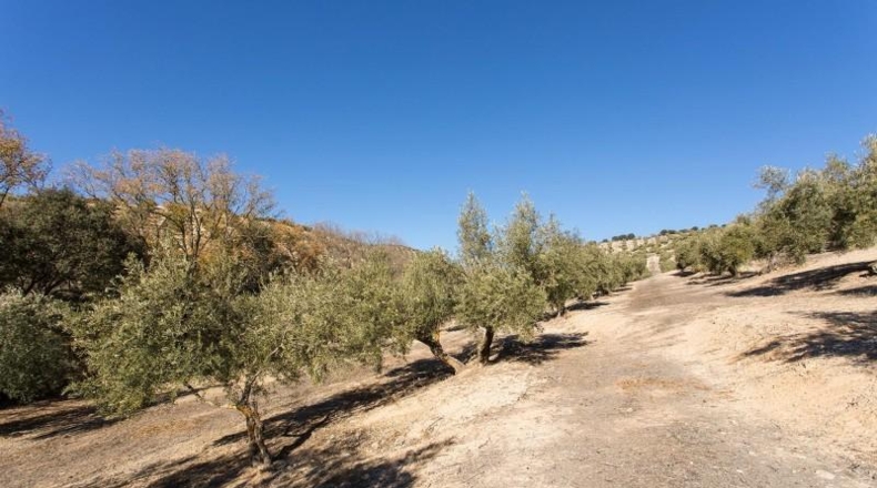 Murcia - Molina de Segura - 133800m2