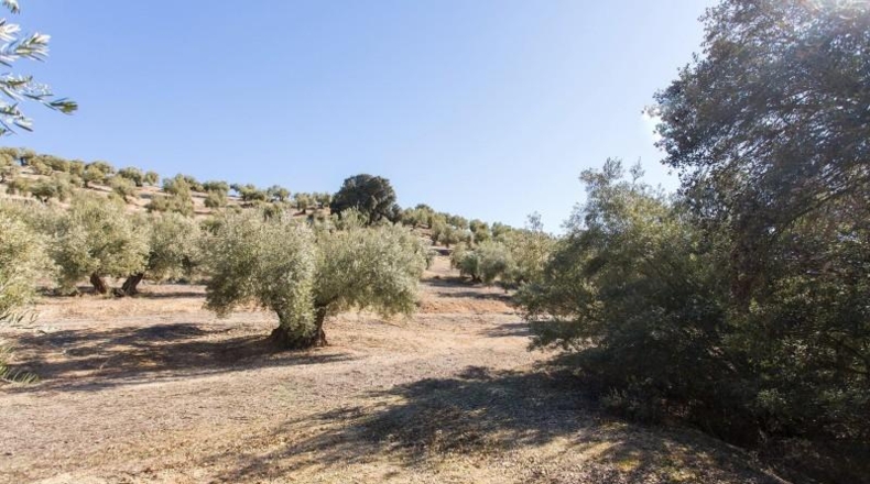 Murcia - Molina de Segura - 133800m2