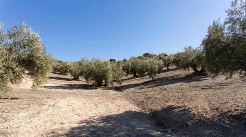 Murcia - Molina de Segura - 133800m2