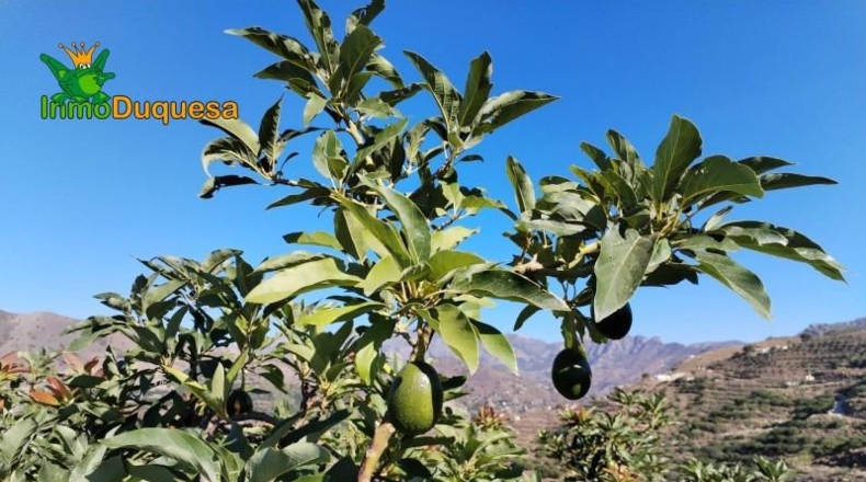 Granada - Almuñécar - 26800m2