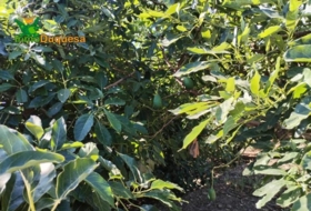 Foto 8