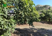 Terreno no urbanizable en venta en la España, Almuñécar, ref: TR247497 foto