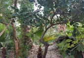 Detached villa with land for sale on España, Águilas, ref: TR361900 photo