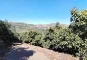 Terreno no urbanizable en venta en la España, Almuñécar, ref: TR286030 foto