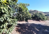 Terreno no urbanizable en venta en la España, Almuñécar, ref: TR286030 foto