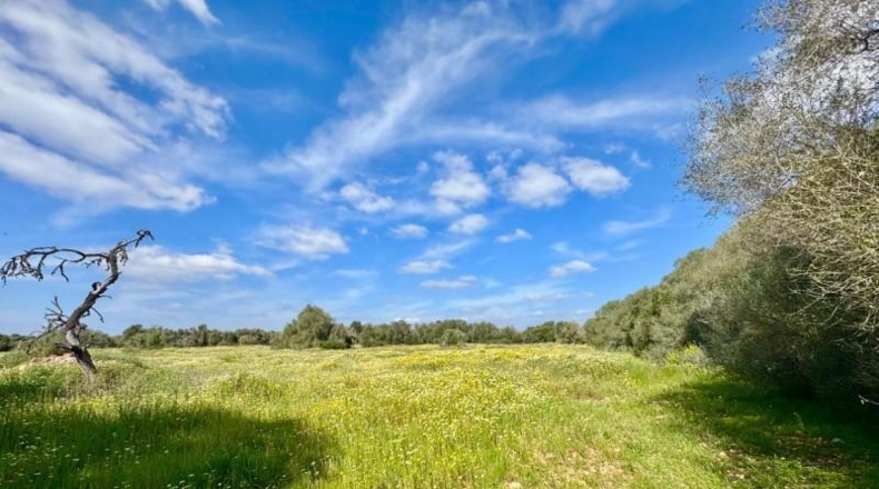 Балеарские острова - Campos - 16380m2