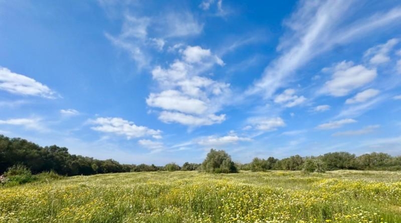 Балеарские острова - Campos - 16380m2