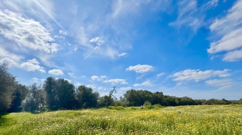 Балеарские острова - Campos - 16380m2