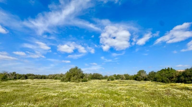 Балеарские острова - Campos - 16380m2