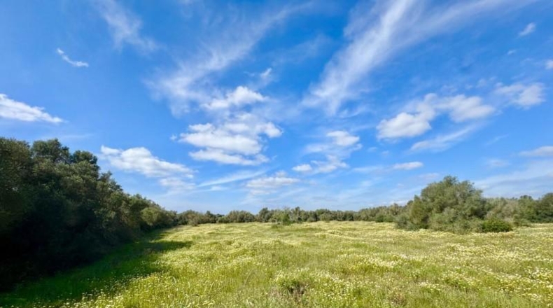 Балеарские острова - Campos - 16380m2