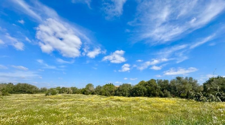 Балеарские острова - Campos - 16380m2