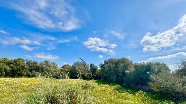 Балеарские острова - Campos - 16380m2
