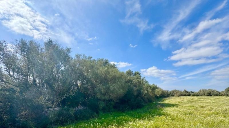 Балеарские острова - Campos - 16380m2