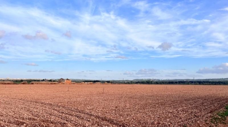 Islas Baleares - Llubí - 39000m2