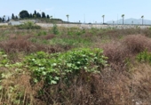 Terreno no urbanizable en venta en la España, Motril, ref: TR166757 foto