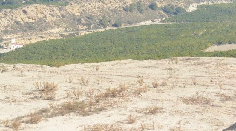 Alicante - Orihuela - 115000m2