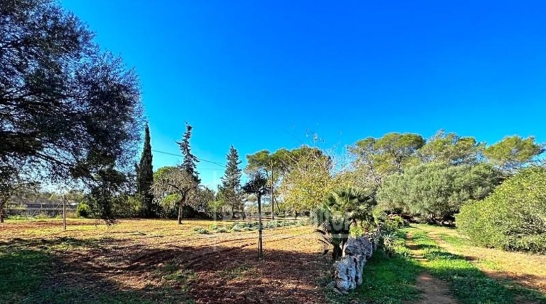 Valencia - Albaida - 16229m2