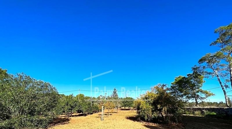 Valencia - Albaida - 16229m2
