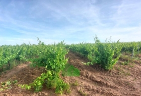 Montijo 98500&nbsp;m²