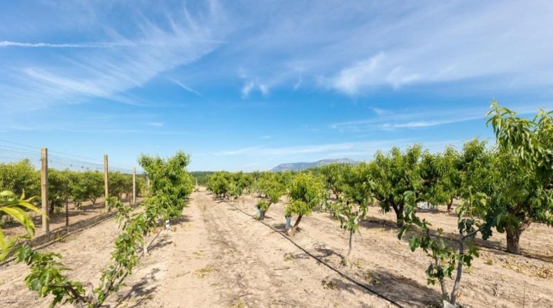 Granada - Pinos Puente - 30000m2