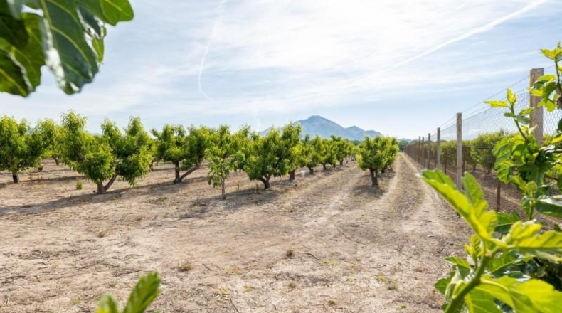 Granada - Pinos Puente - 30000m2