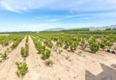 Chalet independiente con terreno en venta en la España, Pinos Puente, ref: TR409919 foto