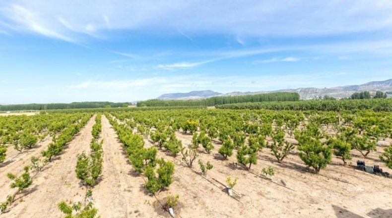Granada - Pinos Puente - 30000m2