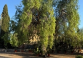 Chalet independiente con terreno en venta en la España, Albatera, ref: TR316358 foto